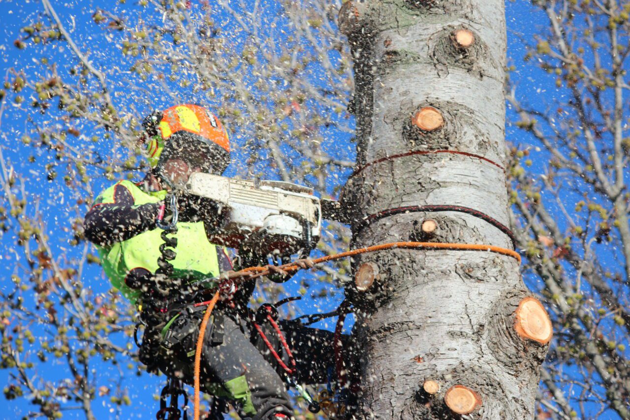 Clogger Zero Gen2 Light and Cool Men's Arborist UL Chainsaw Pants - Image 14